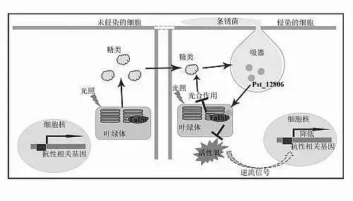 植物病毒原體如何檢測？檢測植物病毒體用來助力科研