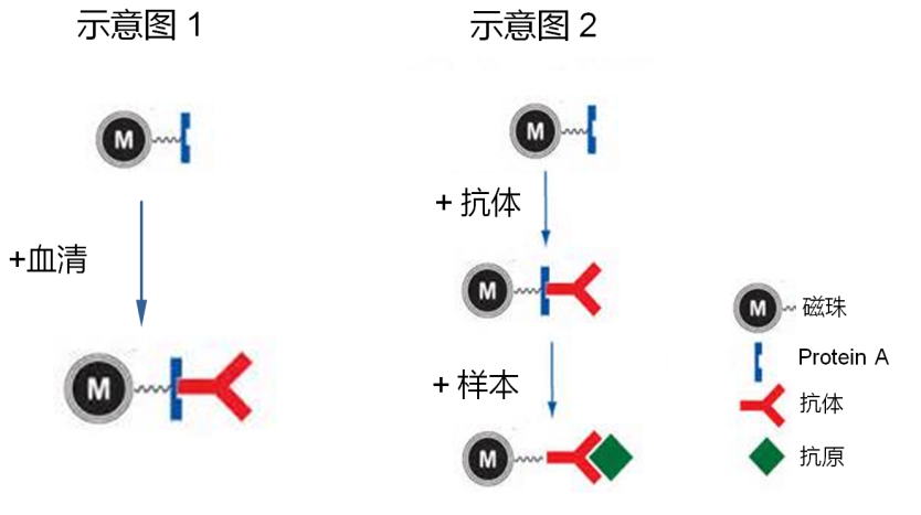 怎樣肯定抗體購置渠道和品牌？