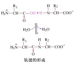 一個(gè)肽鍵叫二肽，兩個(gè)肽鍵叫什么（都說幾個(gè)肽鍵就叫幾肽）