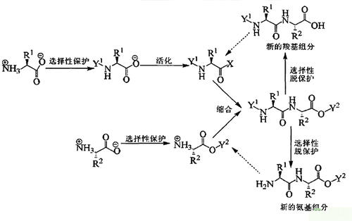 多肽合成概述及原理（及相關(guān)合成儀器）