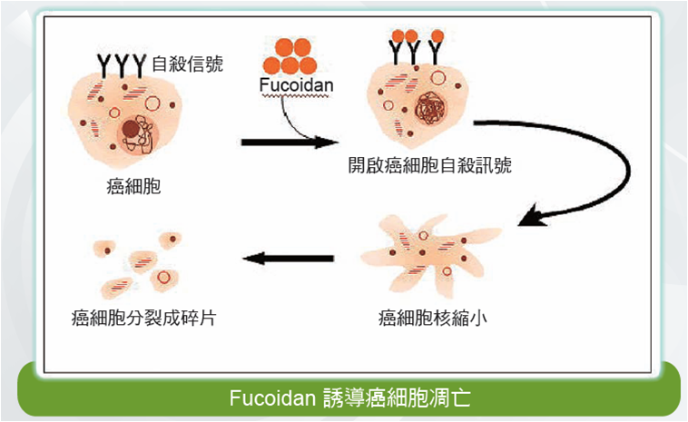 抗菌多肽多肽根據(jù)抑制自噬增強(qiáng)誘導(dǎo)胃癌細(xì)胞壞死