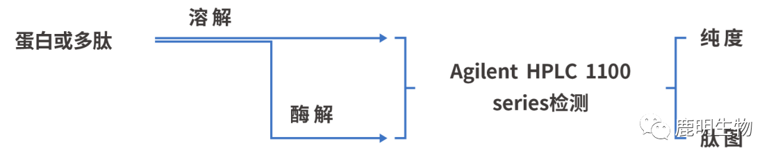 生物藥定性分析檢驗（蛋白質(zhì)、多肽）、臨床醫(yī)學(xué)前DMPK科學(xué)研究及微生物剖析、生物藥