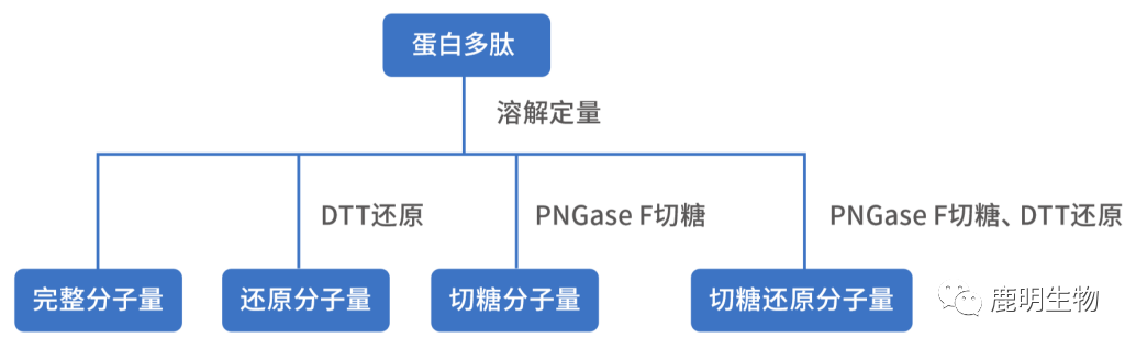 生物藥定性分析檢驗（蛋白質(zhì)、多肽）、臨床醫(yī)學(xué)前DMPK科學(xué)研究及微生物剖析、生物藥