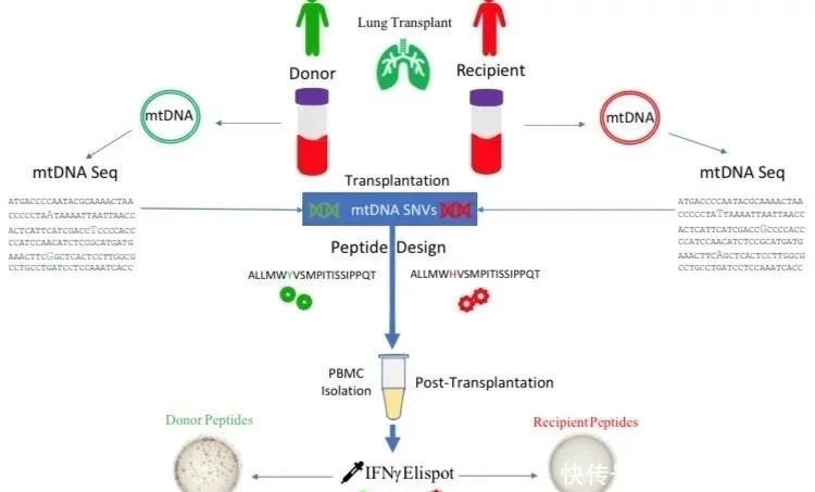 供體線粒體DNA來源于的多肽引起移殖病人的同種異體免疫反應(yīng)