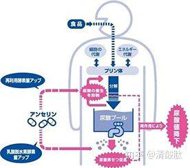 鵝肌肽如何降低尿酸？