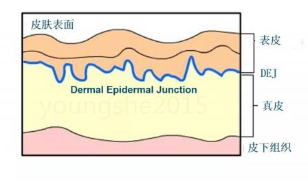 德國(guó)巴斯夫發(fā)現(xiàn)：乙?；碾?11和乙?；碾?9的化合物在3個(gè)星期內(nèi)突出降低臉部皺紋