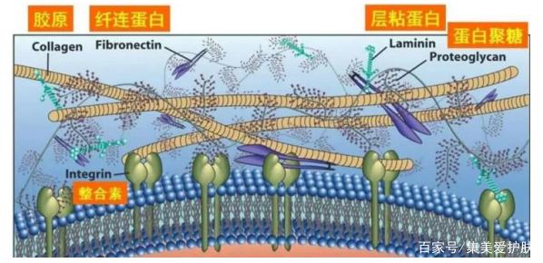 六肽-9，可麗肽，可麗素屬于修復(fù)性多肽