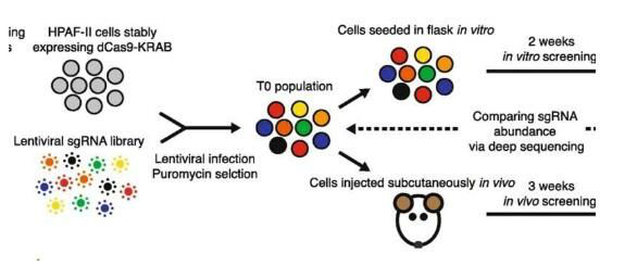 揭密lncRNAs在胰腺癌發(fā)生全過(guò)程中所扮演的重要角色