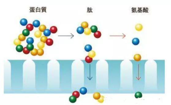 想讓皮膚維持年輕態(tài)，就需要多補(bǔ)膠原蛋白肽