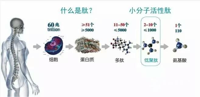 活性多肽與人類健康，你們知道多少？