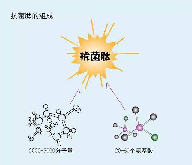 什么是抗菌肽？那么抗菌肽又有什么作用？