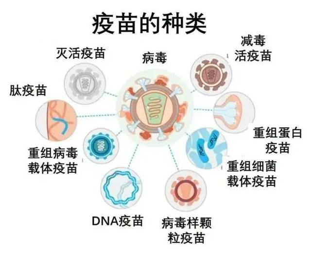 乙肝蛋白/肽或活載體開發(fā)和全球科學(xué)家面臨的難點(diǎn)