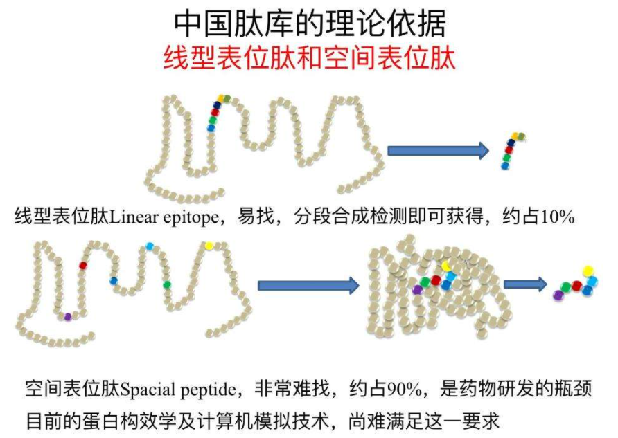 肽庫(kù)是什么？肽庫(kù)有什么作用？