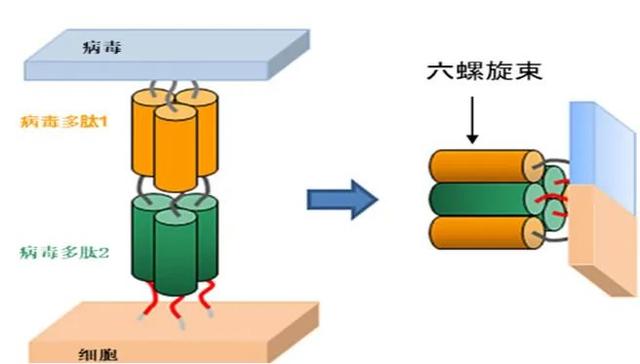 多肽藥物：阻斷病毒進(jìn)出細(xì)胞的“門(mén)將”