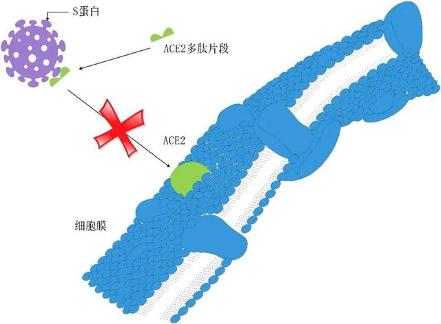 多肽藥物：阻斷病毒進(jìn)出細(xì)胞的“門(mén)將”