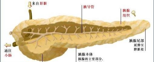 帕西瑞肽可防止手術(shù)后胰瘺，你知道嗎？