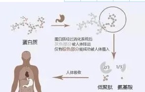 揭密小分子肽能夠治療腫瘤的叫法—千萬別受騙上當！