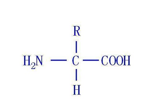 氨基酸的歸類、特性與運用