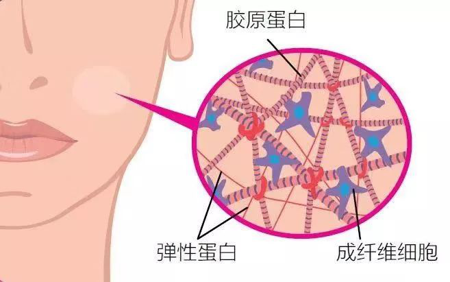 氨基酸的歸類、特性與運用