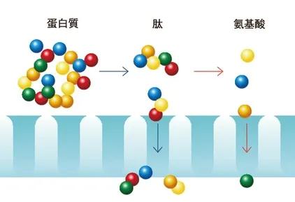 重大成果！金礦石力小分子肽——刷新傳統(tǒng)式癌癥治療