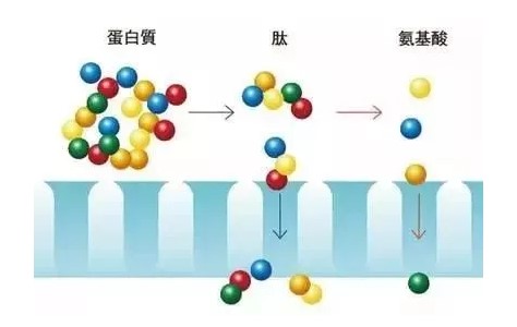 為何許多的人喝肽？畢竟肽有這四大優(yōu)點(diǎn)