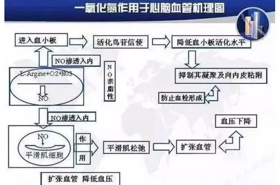 固拓生物—小分子肽對血管的重要功效！