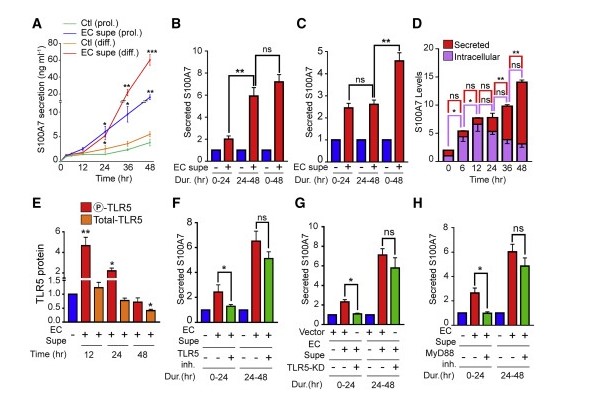 科學(xué)研究工作人員發(fā)現(xiàn)激起抗菌肽的體制：秘密就藏在肌膚當(dāng)中