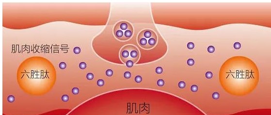 歲月不饒人，全膚質(zhì)都可以用的抗衰老成份——多肽