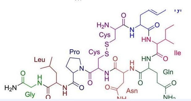 調(diào)節(jié)分子：研究表明催產(chǎn)素有利于人的大腦調(diào)節(jié)社會訊號