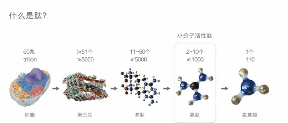 多肽 ，對(duì)身體有哪些好處？你知道多少