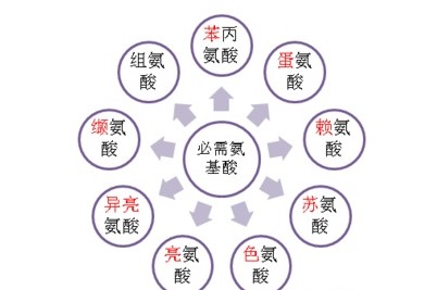 氨基酸講解教你怎樣獲得優(yōu)質(zhì)蛋白質(zhì)？