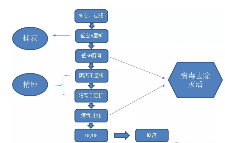 如何提高抗體純化高效率？?今日聊一聊離心、過(guò)濾