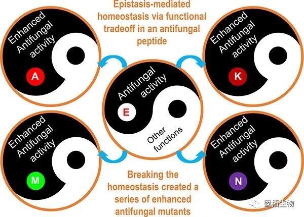 研究揭示蛋白質(zhì)內(nèi)穩(wěn)態(tài)在抗真菌肽工程化中的意義