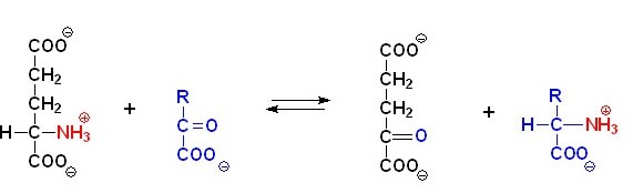 氨基酸的轉(zhuǎn)氨、協(xié)同脫氨與脫酰胺功效