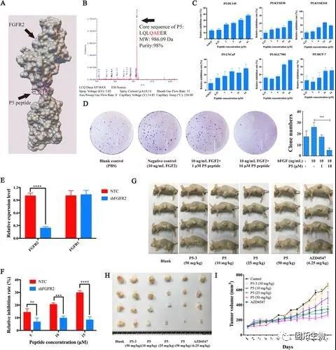 用于靶向治療癌癥的環(huán)肽為癌癥治療打開新思路