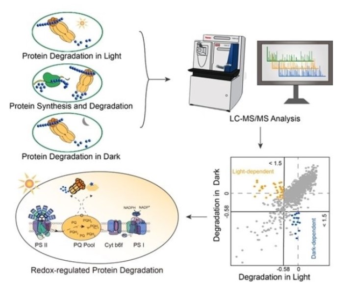 科學研究揭示藍細菌光照/暗管控的蛋白質溶解