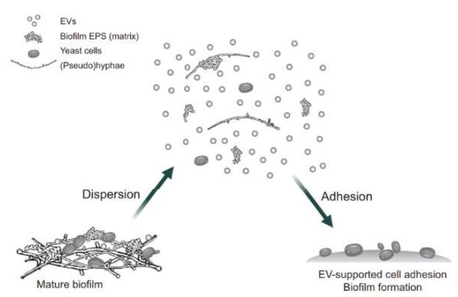 細(xì)胞外囊泡對(duì)真菌生物膜生長(zhǎng)發(fā)育的協(xié)調(diào)功效