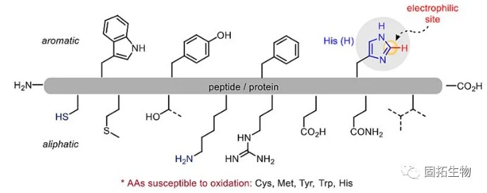 「多肽合成」可見光促進的組氨酸C-H官能團化修飾