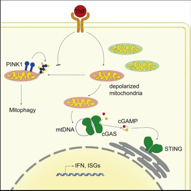 腫瘤壞死因素造成線粒體DNA釋放出來(lái)和cGAS/STING依賴的干擾素反映支持炎性風(fēng)濕病