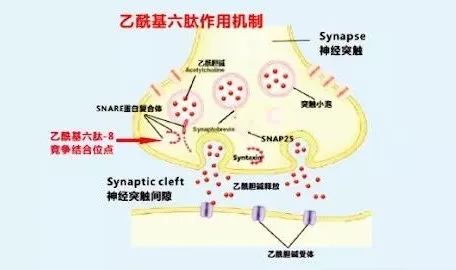 乙酰基六肽-8|抗衰老髙手，反轉(zhuǎn)肌齡