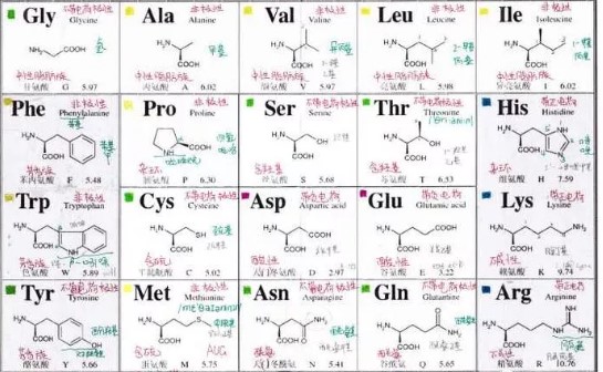 固拓生物-20種氨基酸縮寫及歸納口訣