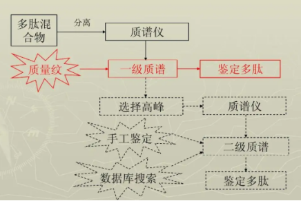 為什么要對多肽進行鑒定？多肽鑒定有什么流程