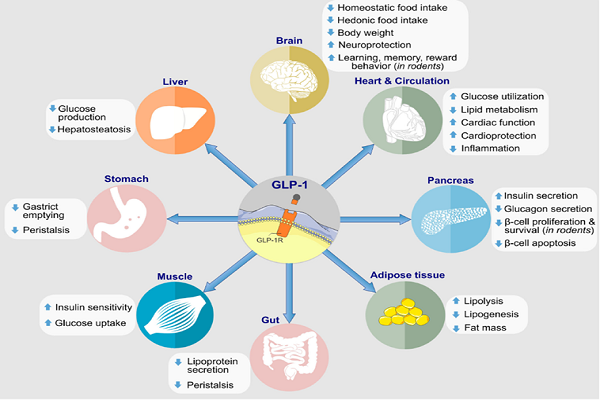 糖尿病著名靶點(diǎn)GLP-1R