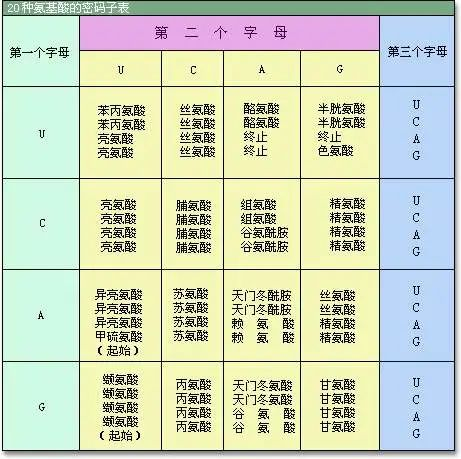 20種常見(jiàn)的氨基酸分類(lèi)