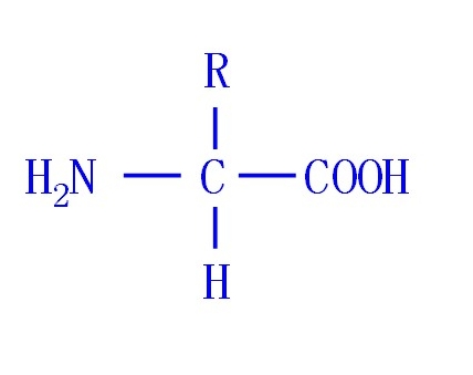 氨基酸的認(rèn)識